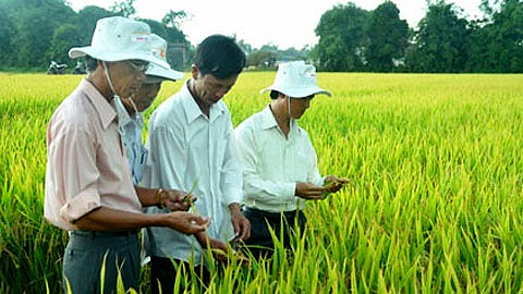 Đưa vào hoạt động Trung tâm Nghiên cứu lúa lai Syngenta