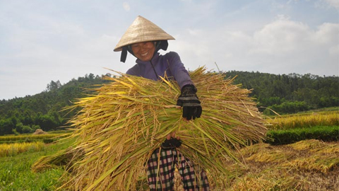 Quảng Ngãi: Được mùa vụ hè - thu dù khô hạn