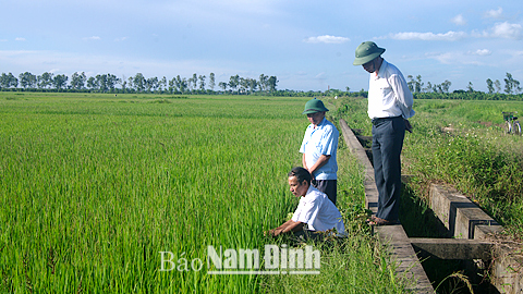 Xây dựng mô hình cánh đồng mẫu lớn ở Tân Thịnh