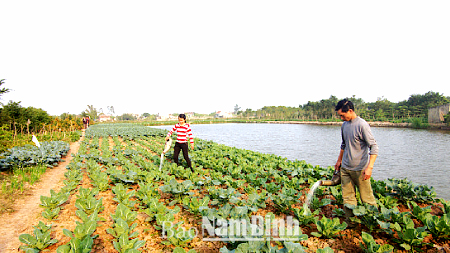 Những cử nhân đại học làm giàu ở quê nhà