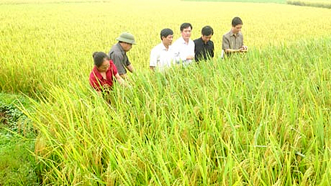 Các đồng chí lãnh đạo tỉnh kiểm tra sản xuất vụ mùa và triển khai sản xuất vụ đông 2014