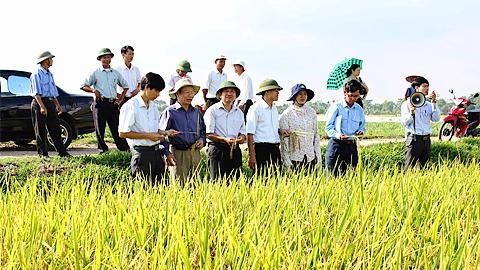 Đánh giá kết quả mô hình trình diễn một số giống lúa thuần chất lượng cao trong vụ mùa 2014