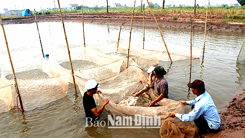 Quy hoạch nuôi trồng thuỷ sản bảo đảm phát triển bền vững