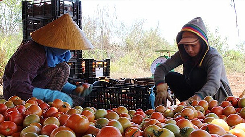 Lâm Đồng: Cà chua bị vứt bỏ vì rớt giá