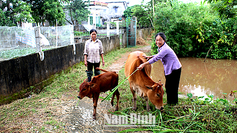 Hội Chữ thập đỏ Xuân Trường hỗ trợ sinh kế bền vững cho người nghèo