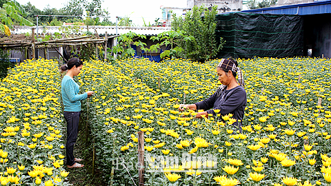 Bốn mùa những gánh hàng hoa