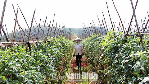 Từ thành công của mô hình trồng cà chua trên đất hai lúa ở Yên Lợi