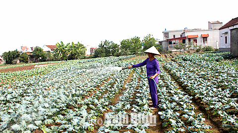 Đảm bảo an toàn vệ sinh thực phẩm trong sản xuất nông nghiệp