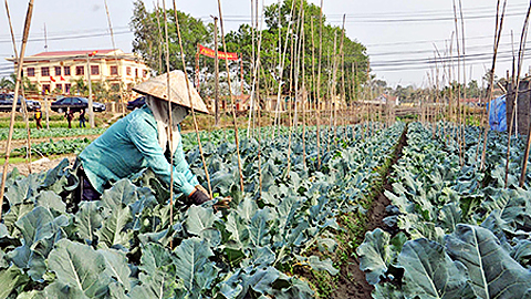 Những biện pháp nâng cao thu nhập cho nông dân ở Yên Phú