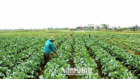 Cây vụ đông sớm giá trị kinh tế cao