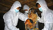 Cúm A/H7N9 xuất hiện tại nhiều địa phương ở Trung Quốc