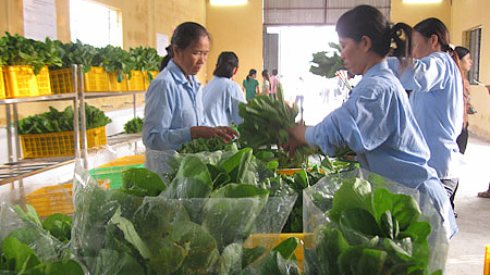 Hà Nội: Sản xuất rau, thịt đáp ứng hơn 60% nhu cầu người dân