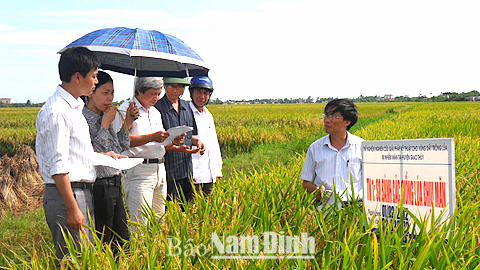 Ứng dụng tiến bộ kỹ thuật trong thâm canh lúa