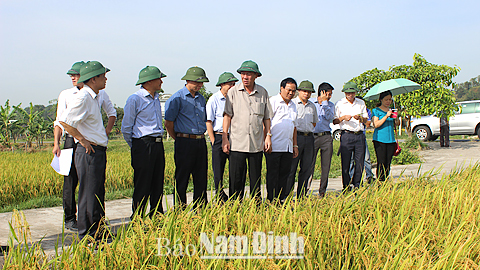 Đồng chí Chủ tịch Ủy ban nhân dân tỉnh đi kiểm tra kết quả sản xuất vụ lúa xuân năm 2015