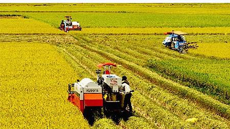 Huyện Ý Yên đẩy nhanh tiến độ thu hoạch lúa xuân