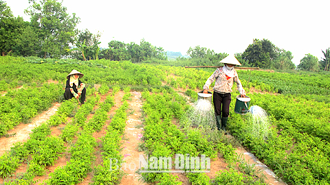 Tân Thành phát huy lợi thế thương mại dịch vụ