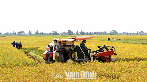 Thông báo chính thức diện tích, năng suất, sản lượng lúa vụ xuân năm 2015