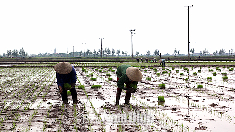 Toàn tỉnh đã cấy 8.300ha lúa mùa, đạt 11% diện tích