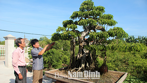 Nghĩa Bình phát triển phong trào sinh vật cảnh