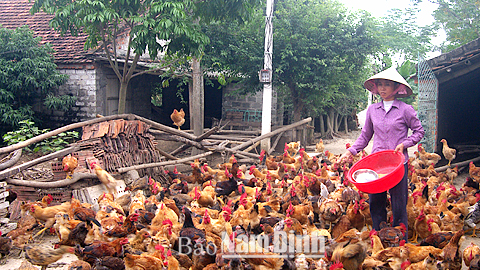 Hội Nông dân Ý Yên đẩy mạnh phong trào thi đua sản xuất, kinh doanh giỏi