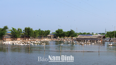 Xuân Vinh đẩy mạnh phát triển chăn nuôi gia súc, gia cầm