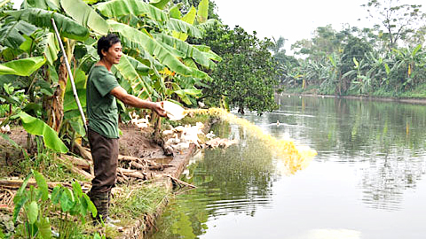 Những trang trại điển hình ở Trực Đạo