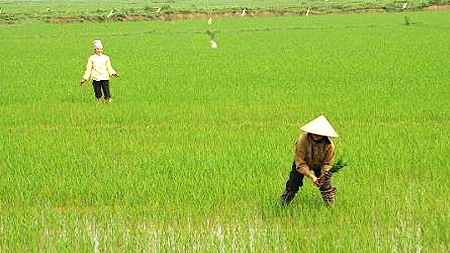 Sử dụng phân bón để lúa mùa đạt hiệu quả cao