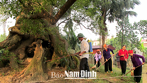 Quan tâm công tác bảo tồn cây di sản