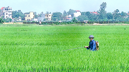 Tập trung phòng trừ sâu, bệnh trên lúa mùa và triển khai sản xuất vụ đông năm 2015