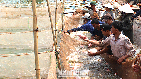 Hải Hậu chuyển đổi thành công đất nông nghiệp kém hiệu quả sang nuôi trồng thủy sản