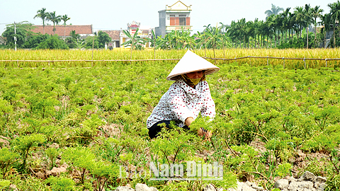 Góp phần vào công cuộc giảm nghèo ở địa phương