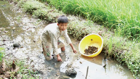 Ốc nhồi ao thu