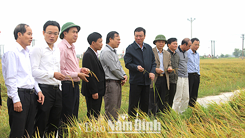 Đồng chí Đoàn Hồng Phong, Bí thư Tỉnh ủy, Chủ tịch UBND tỉnh đi kiểm tra đánh giá vụ mùa và tiến độ triển khai sản xuất vụ đông 2015