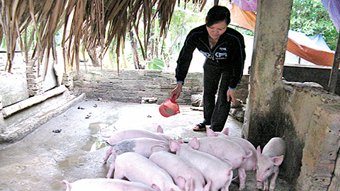 Chung tay vì phụ nữ nghèo