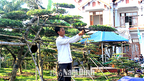 Thanh niên Điền Xá phát triển kinh tế từ nghề cây cảnh truyền thống