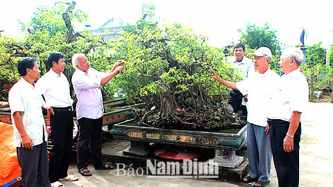 Câu lạc bộ văn hoá - cây cảnh nghệ thuật  Xuân Trường hoạt động hiệu quả