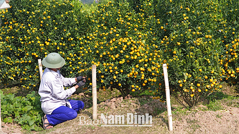 Liên minh hợp tác xã tỉnh tư vấn, hỗ trợ thành lập hợp tác xã kiểu mới