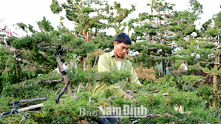 Cơ hội bền vững cho nghề uốn tạo cây cảnh, cây thế