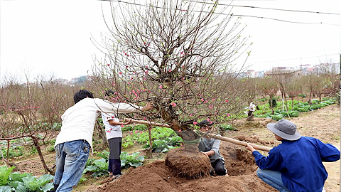 Dự báo thời tiết, thủy văn đêm 28-1-2016 ngày 29-1-2016 tỉnh Nam Định