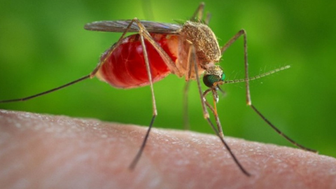 Thông điệp khuyến cáo phòng, chống dịch bệnh do vi-rút Zika tại cộng đồng