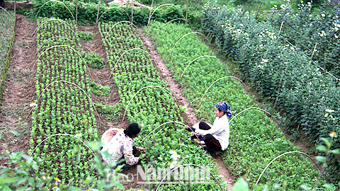 Nam Phong ứng dụng khoa học kỹ thuật vào trồng hoa, cây cảnh