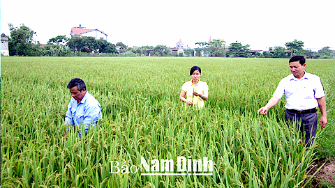 Bước chuyển mới ở Hợp tác xã sản xuất, kinh doanh dịch vụ nông nghiệp Xuân Phong