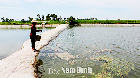 Phát triển nuôi thủy sản nước ngọt