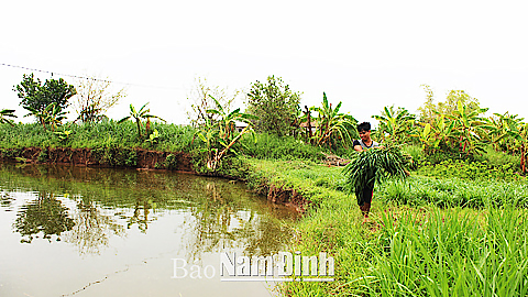 Trực Ninh phát triển nuôi thủy sản vùng ven sông