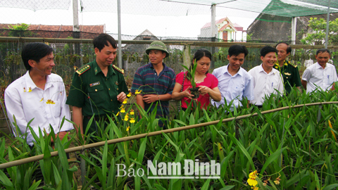 Làm giàu từ trồng hoa lan