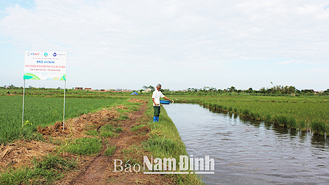 Phát triển nuôi cá ruộng thích ứng với biến đổi khí hậu vùng ven biển