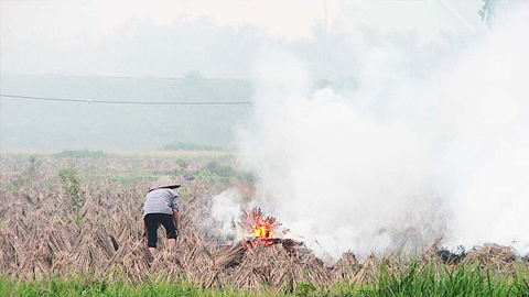 Tăng cường kiểm soát và xử lý việc đốt rơm rạ sau thu hoạch