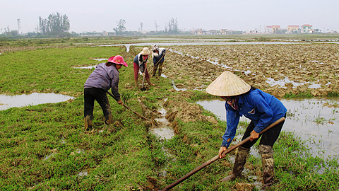 Chỉ thị về việc triển khai kế hoạch sản xuất vụ đông và phát động chiến dịch làm thuỷ lợi nội đồng phục vụ sản xuất nông nghiệp