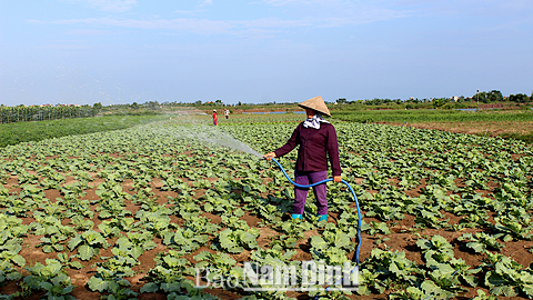 Đảm bảo tưới, tiêu nước phục vụ sản xuất cây vụ đông