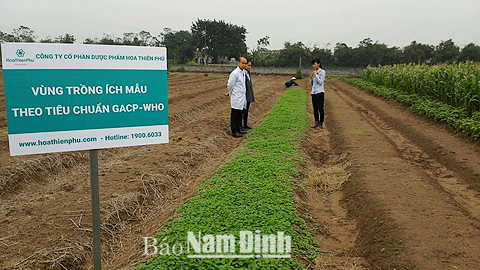 Giải quyết đầu ra cho sản phẩm nông nghiệp: Nhìn từ cây vụ đông (kỳ 2)